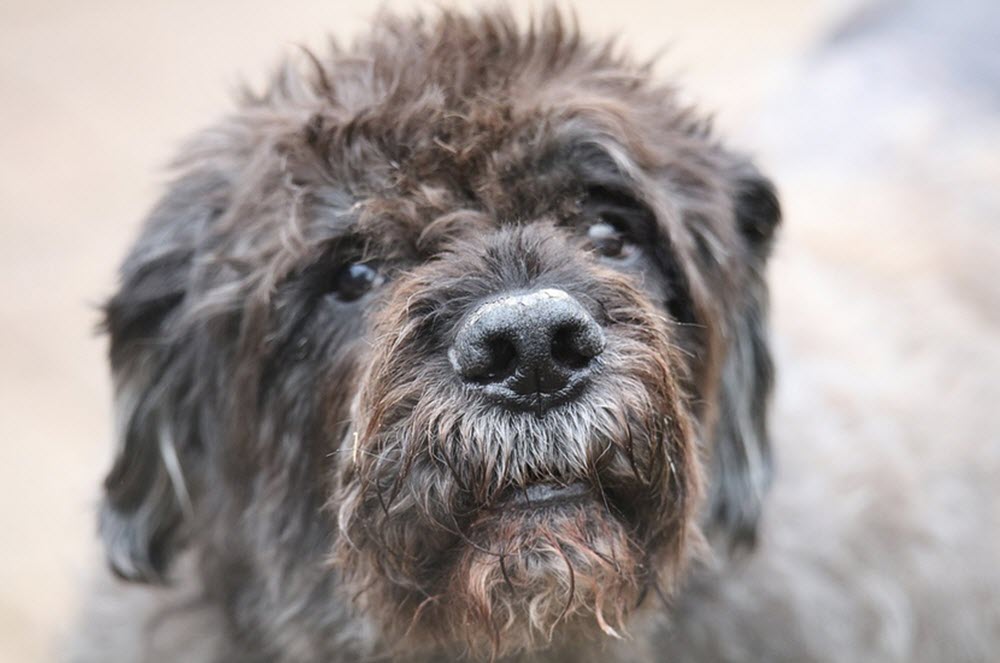 Bouvier des Flandres 