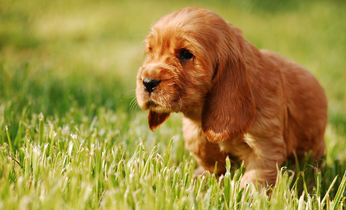 Cocker Spaniel valp