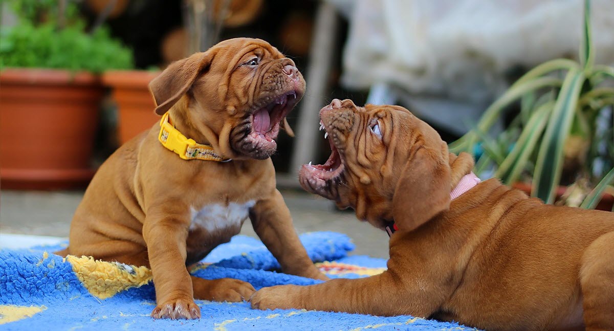 Dogue de bordeaux valp