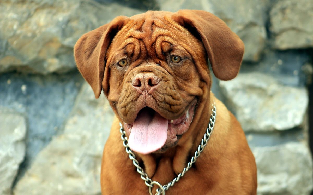 Dogue de bordeaux