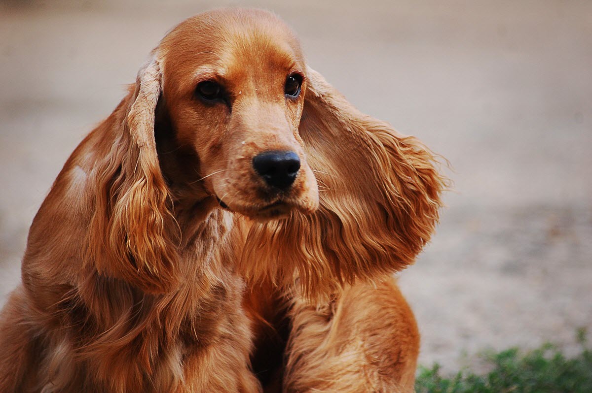 Engelsk Cocker Spaniel