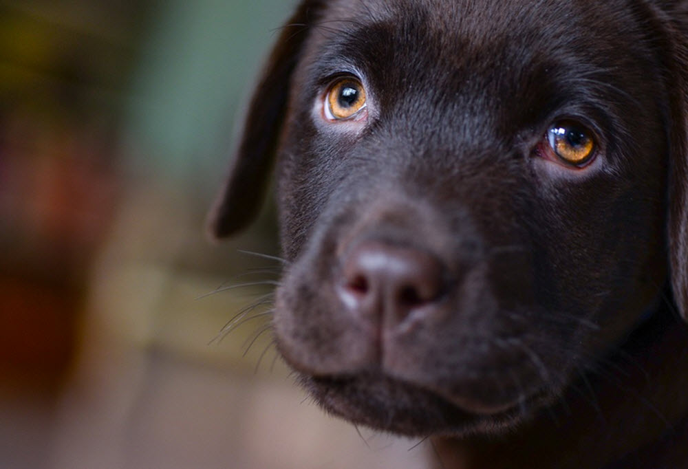 Labrador retriever valp