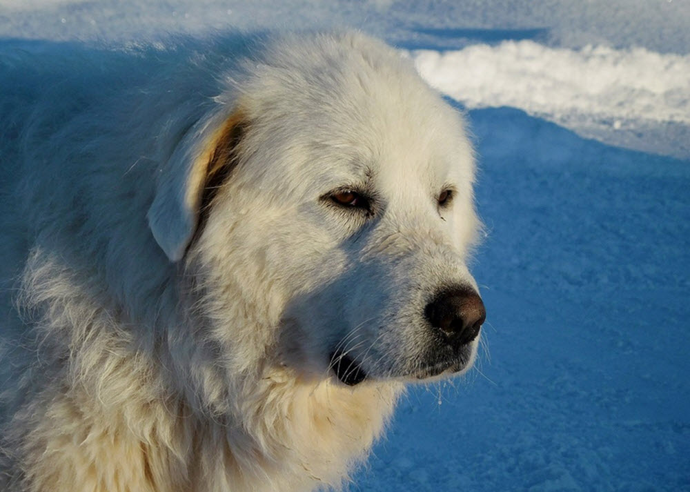 Pyreneerhund