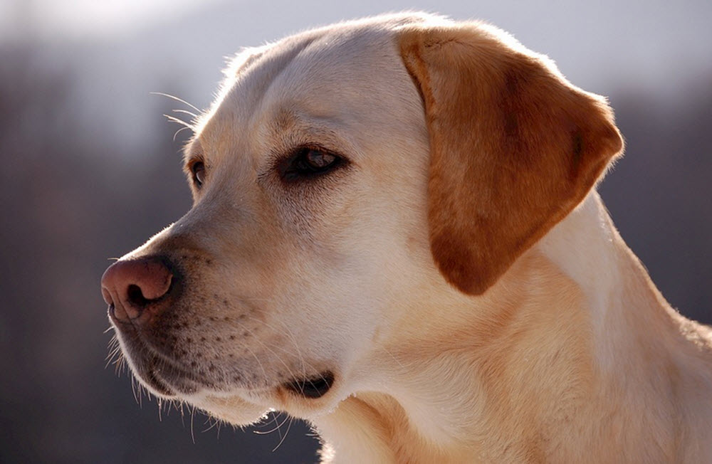 gul Labrador retriever