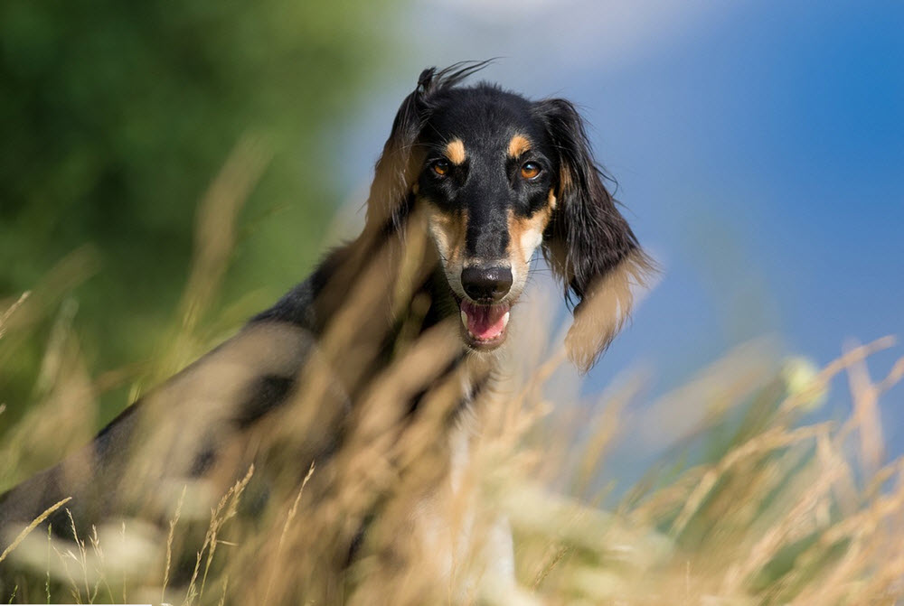 saluki hund