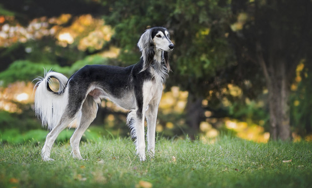 saluki