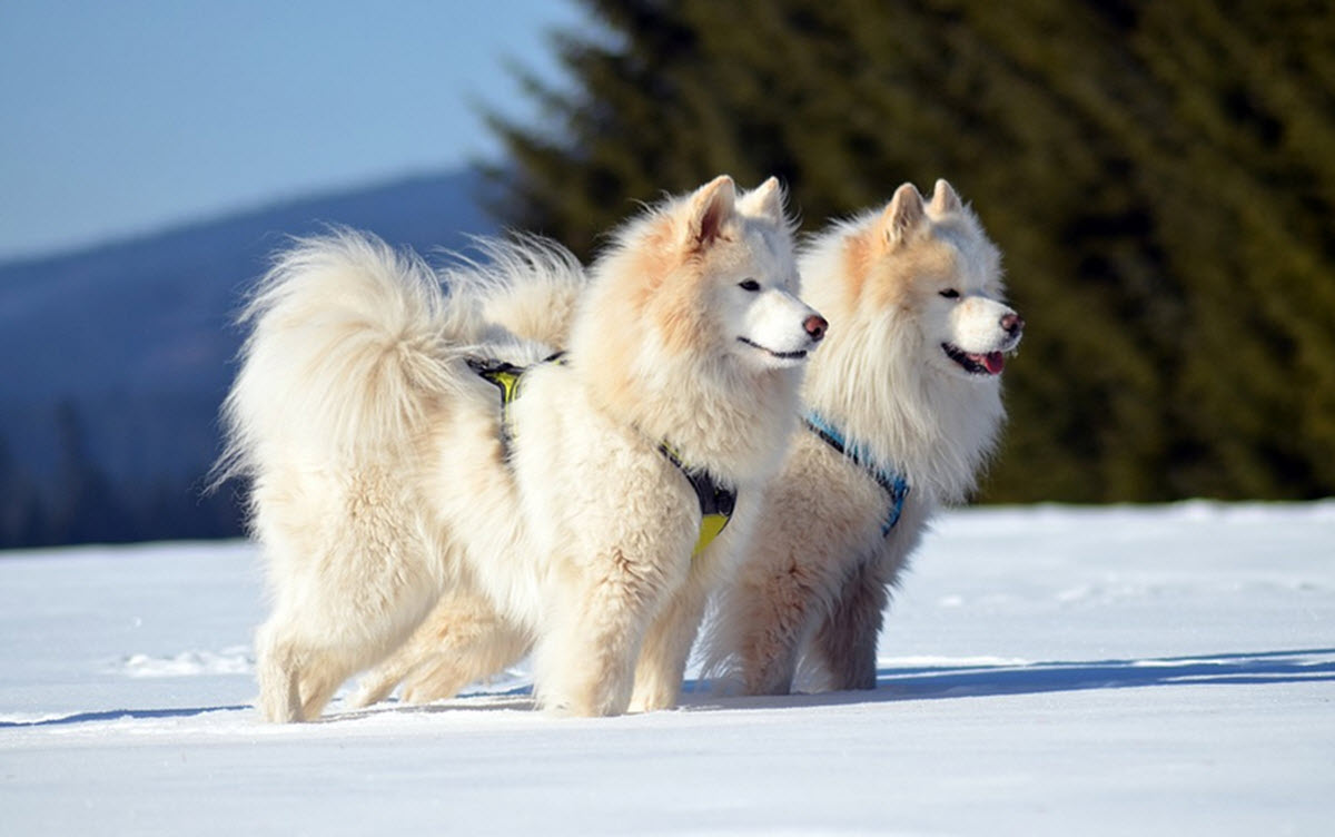 samojedhundar