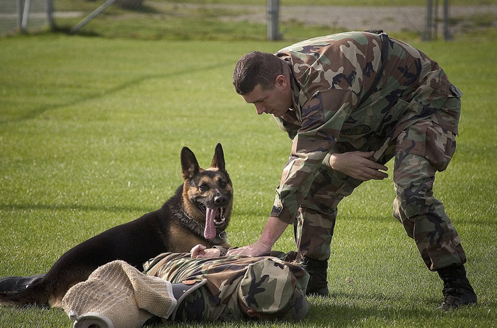 schäfer militärhund